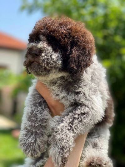 Lagotto Romagnolo tenci